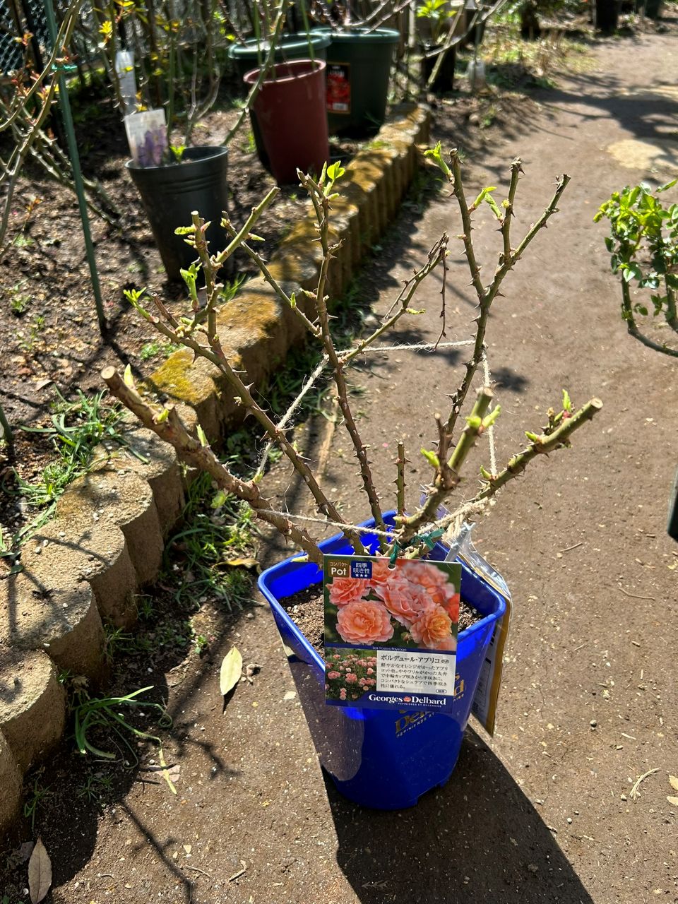 ボルデュール・アブリコ大苗の購入