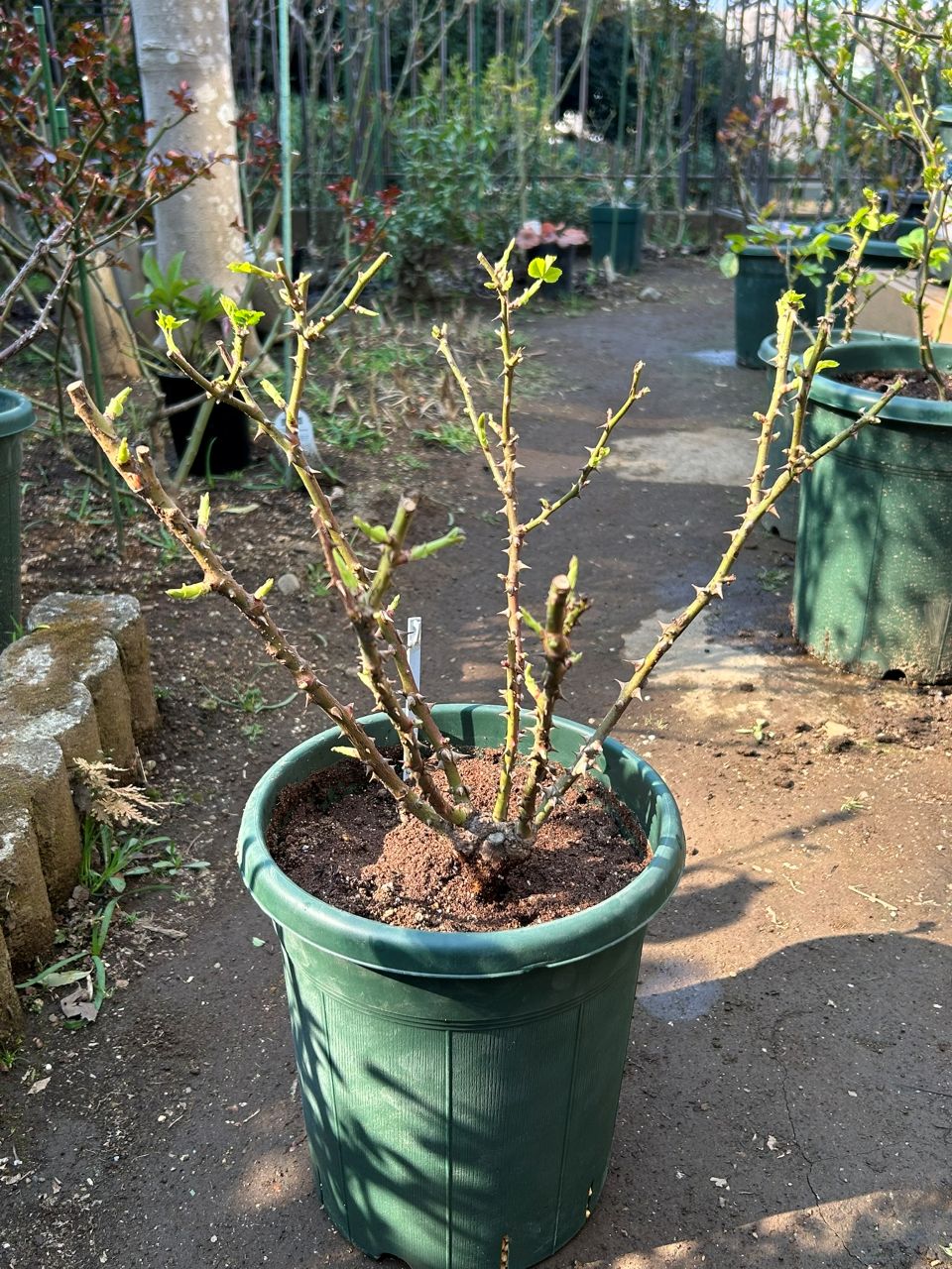 ボルデュール・アブリコ大苗の植替え