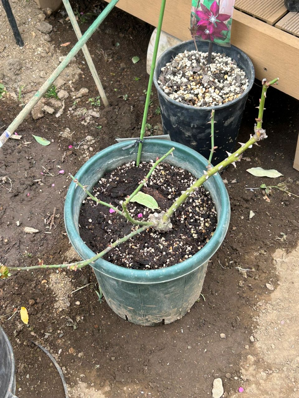 ブロドリー開花苗の35週後