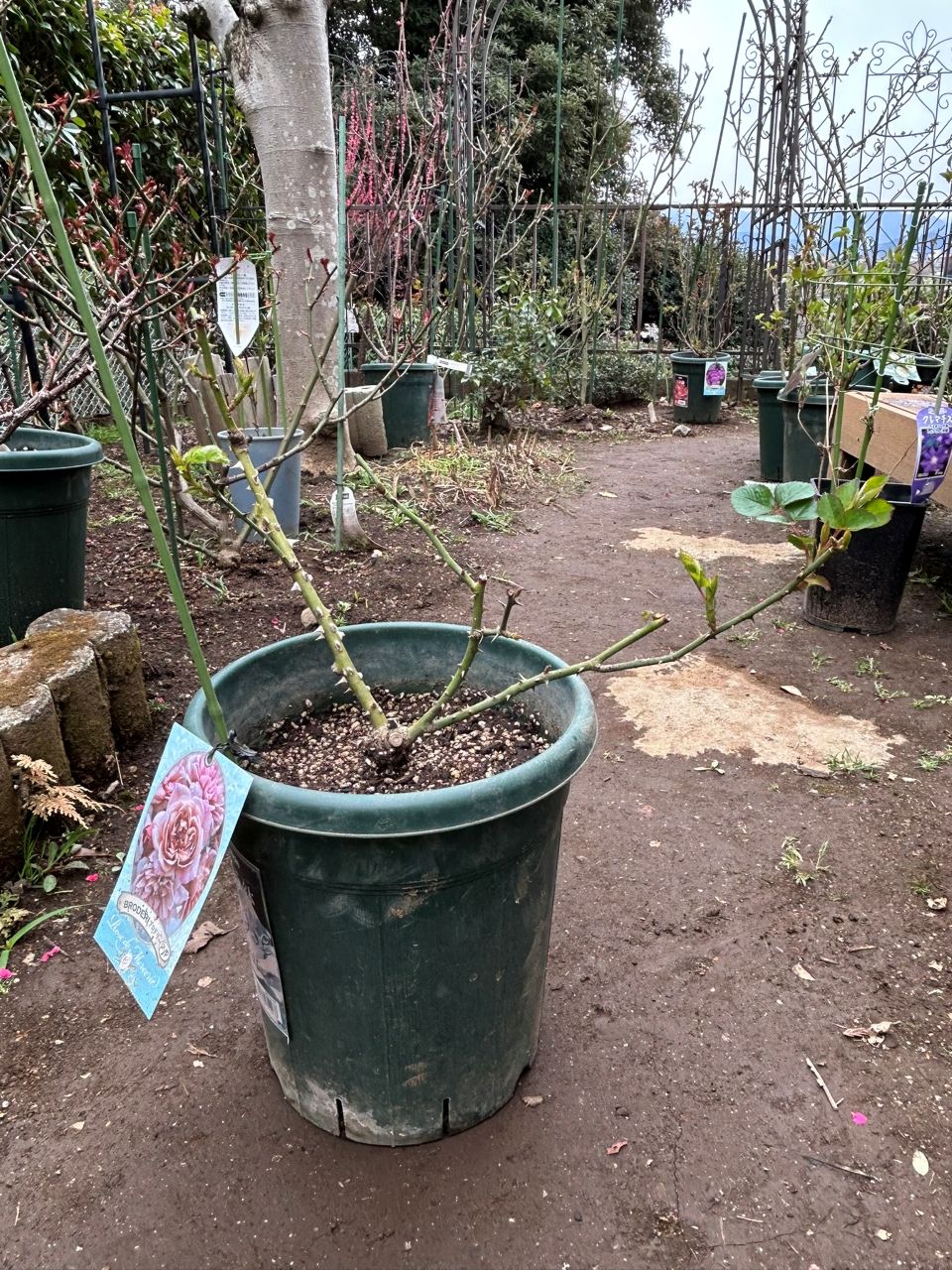 ブロドリー開花苗の37週後