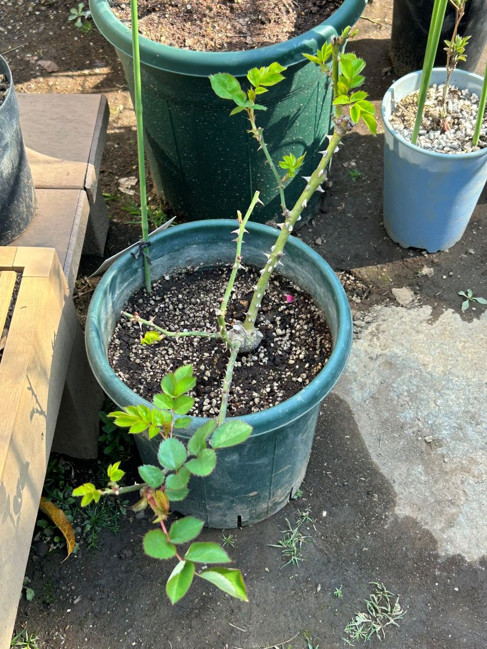 ブロドリー開花苗の38週後