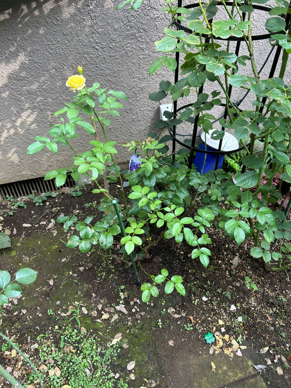 シャトー・ドゥ・シュベルニー大苗19週後