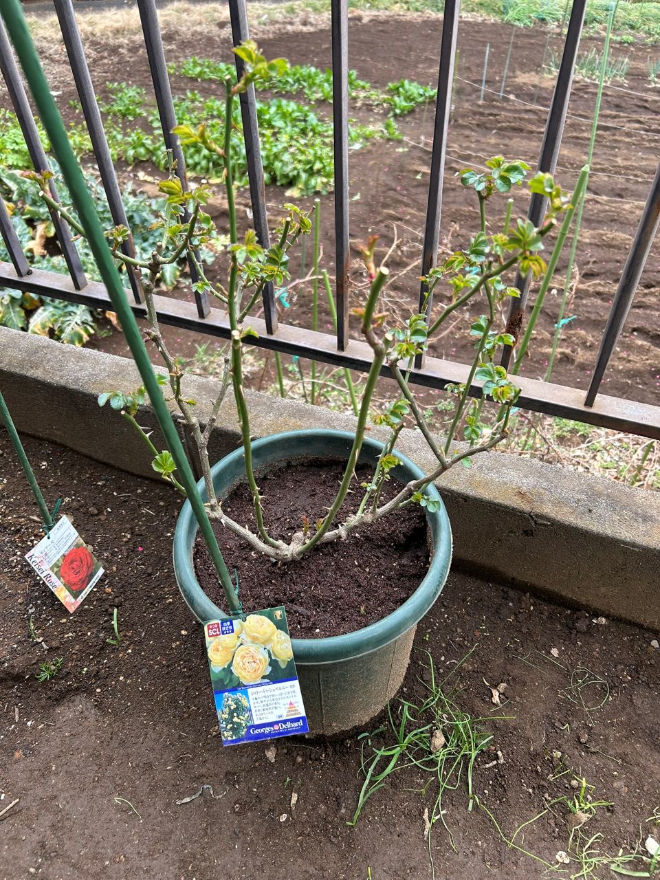 シャトー・ドゥ・シュベルニー大苗52週後