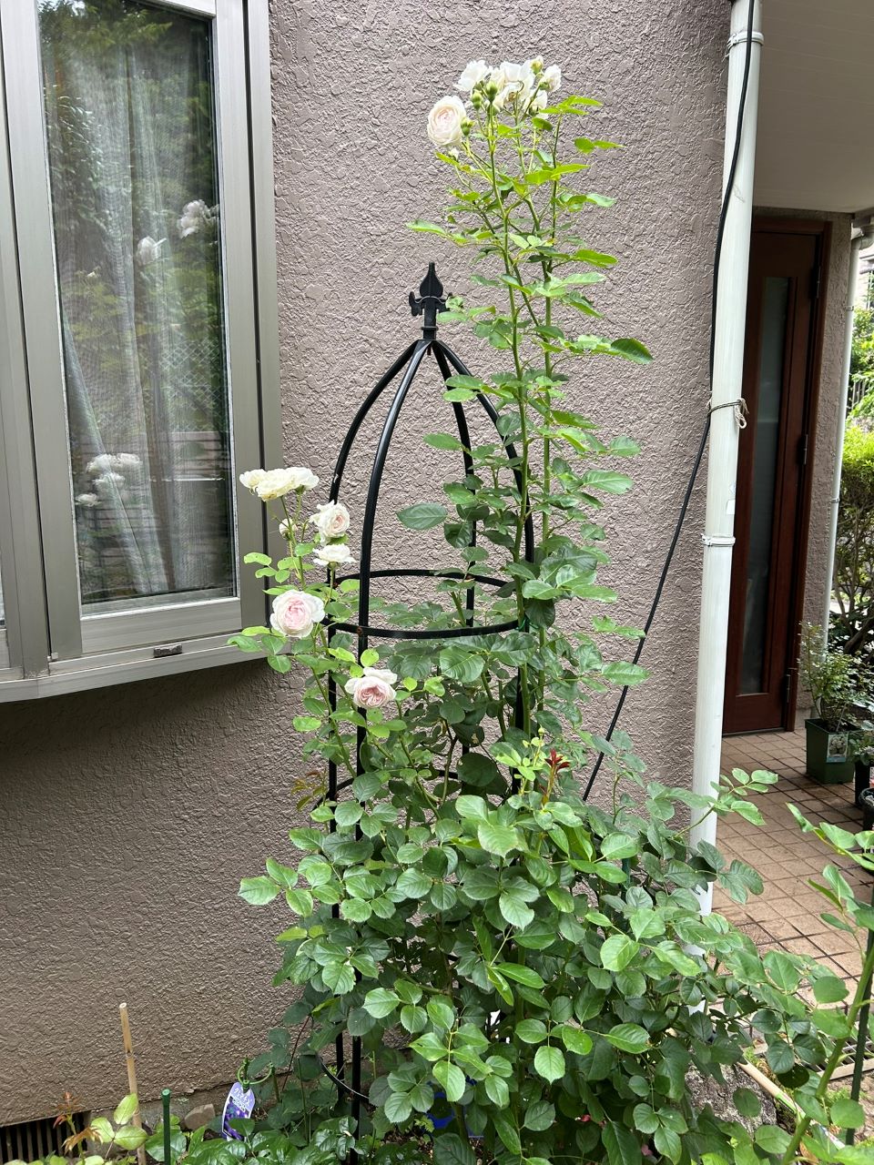 クリスティアーナの10月開花苗37週後