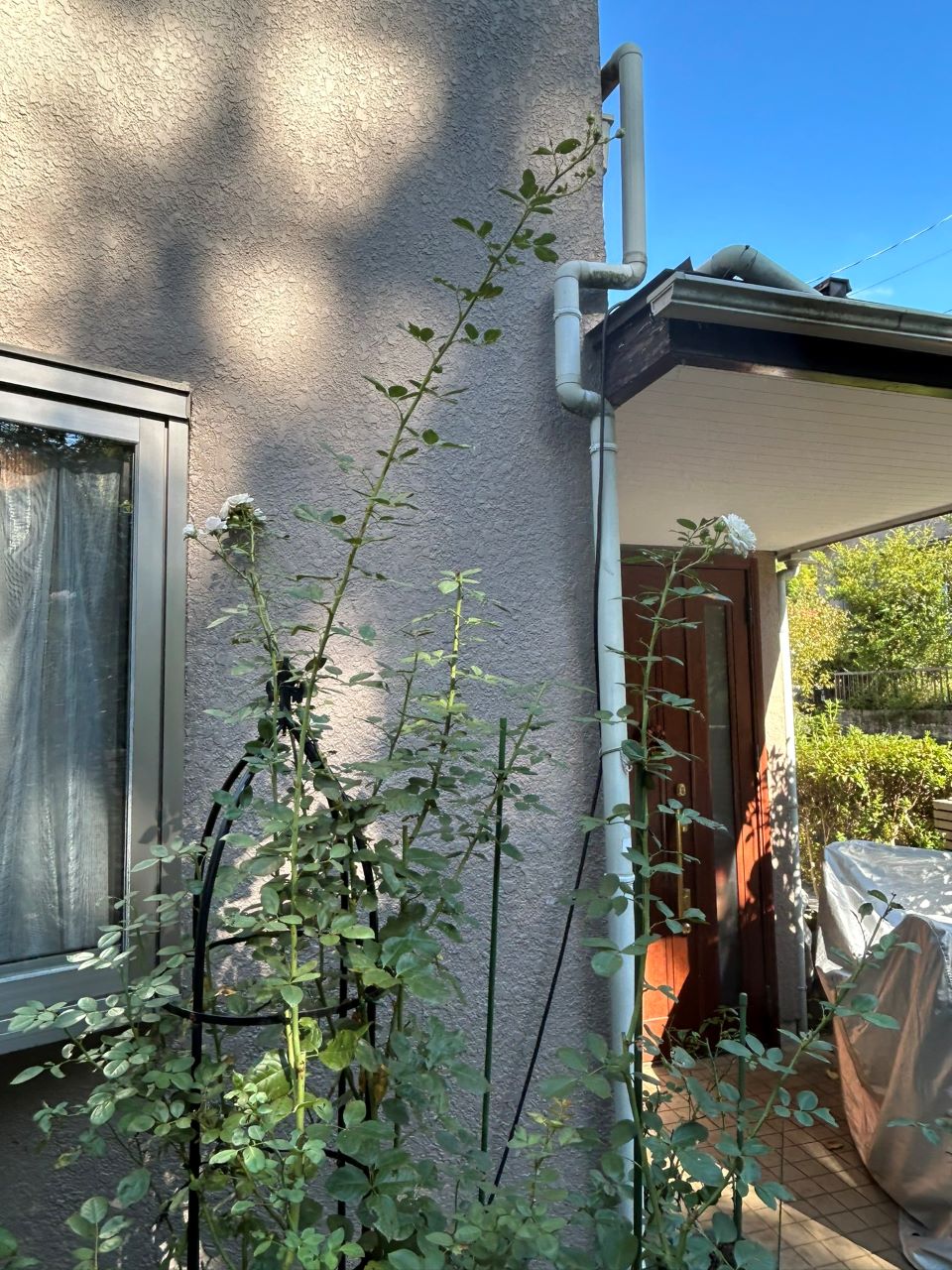 クリスティアーナの10月開花苗50週後