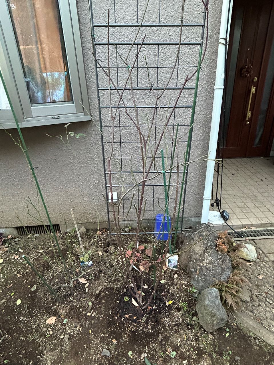 クリスティアーナの10月開花苗65週後