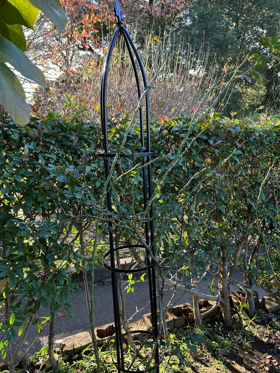 シンデレラ５月新苗76週後