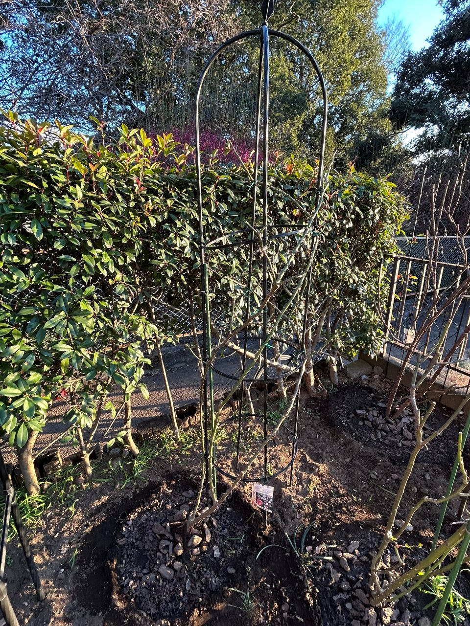 シンデレラ５月新苗87週後