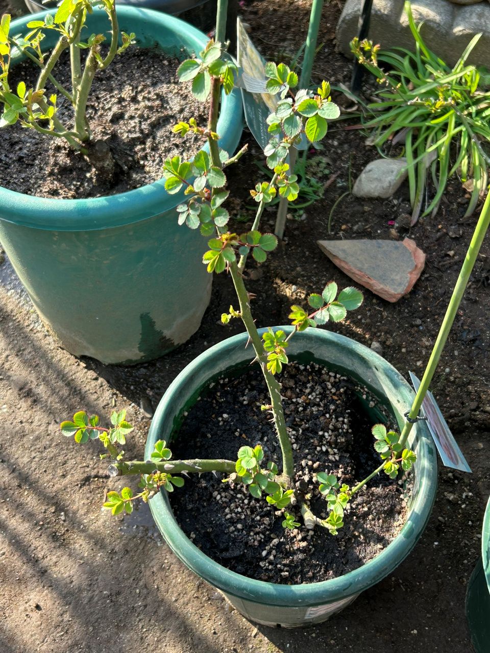 コンフィチュール開花苗の37週後