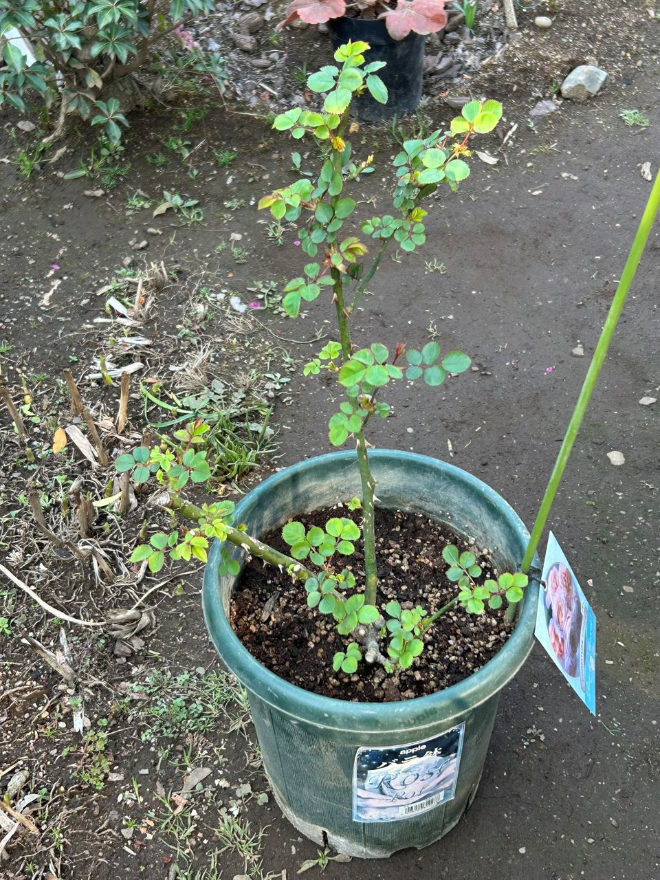 コンフィチュール開花苗の38週後