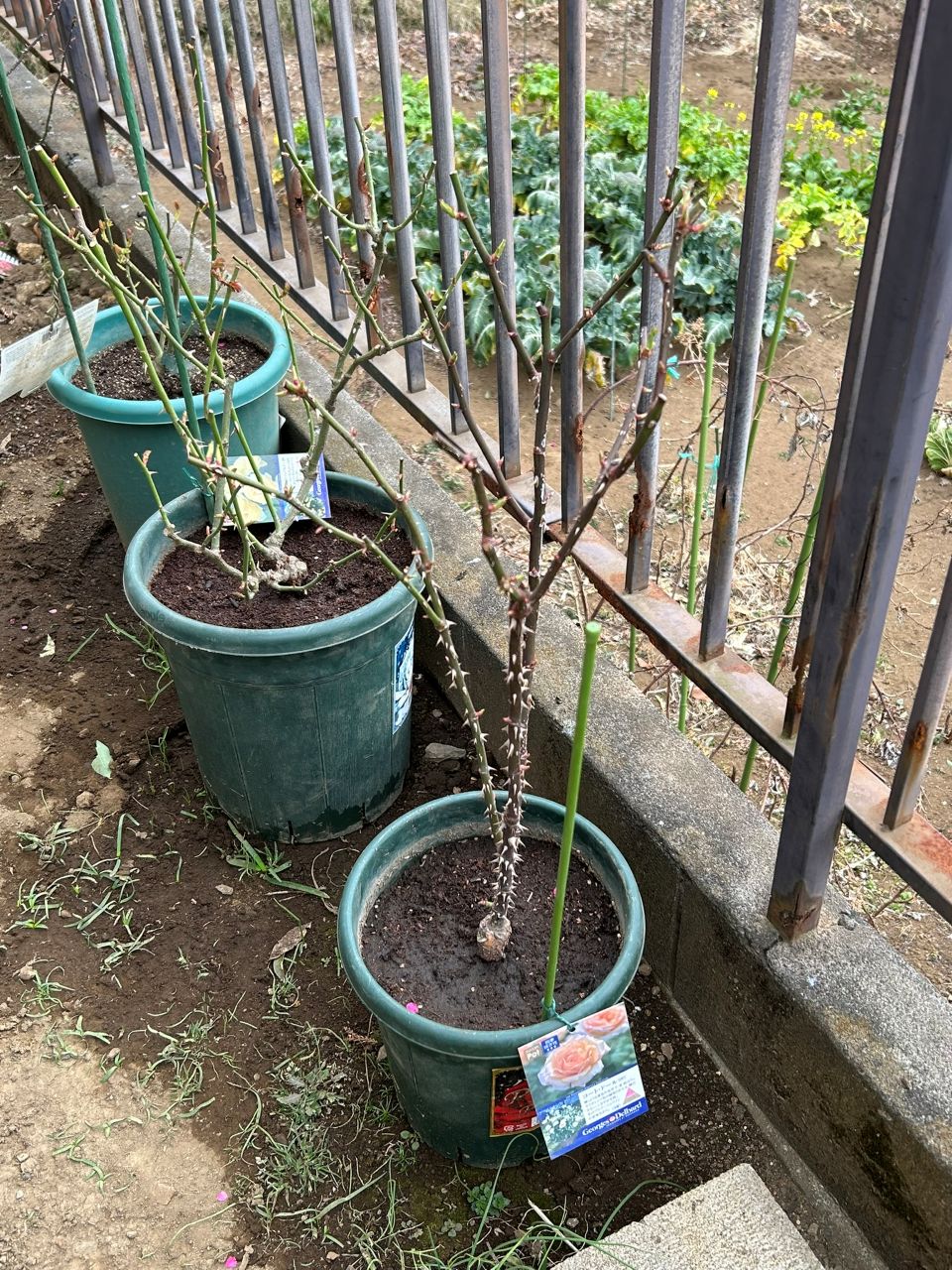 コート・ドール中苗の12週後