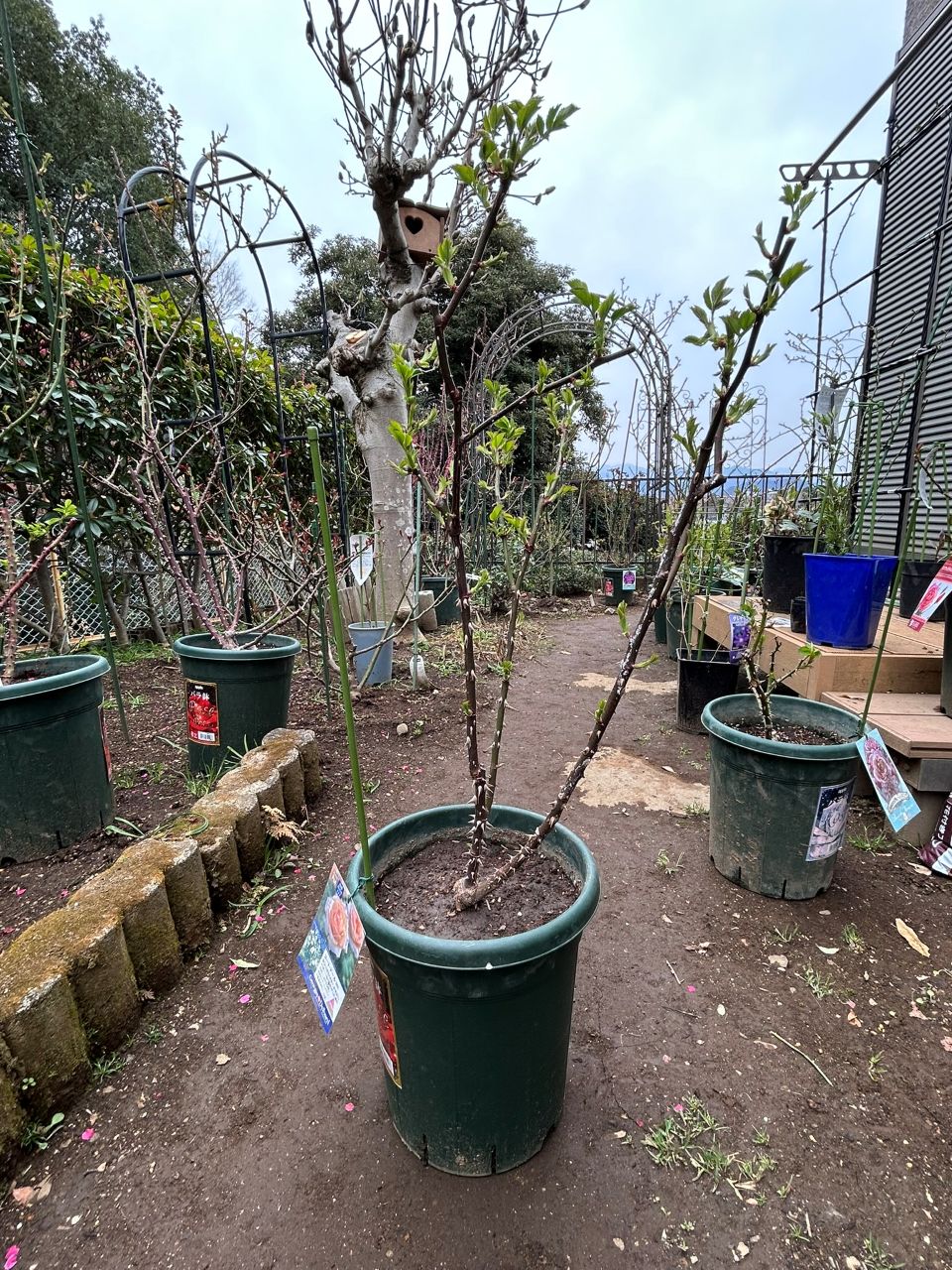 コート・ドール中苗の14週後