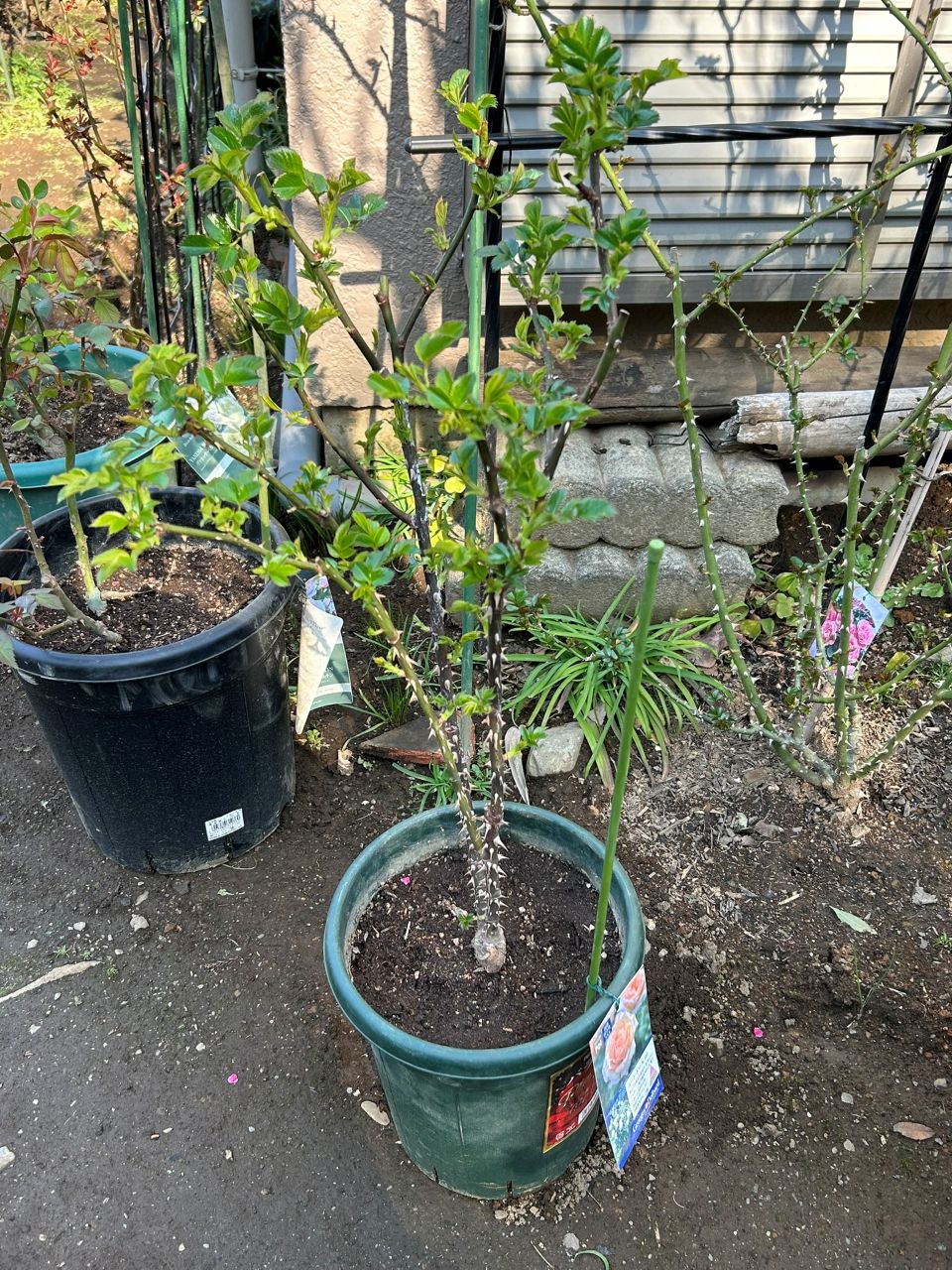 コート・ドール中苗の15週後