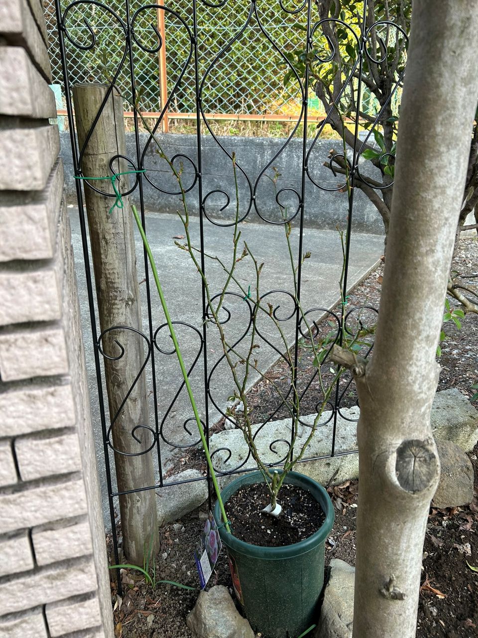 クルール・デ・ラムール半長尺苗の13週後