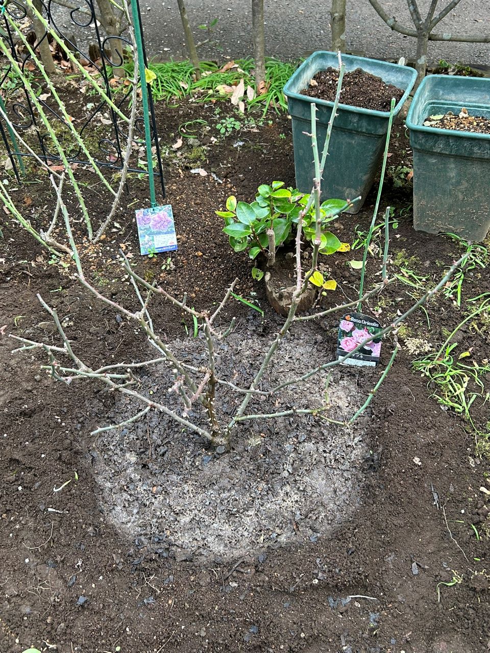 ダフネ大苗の48週後