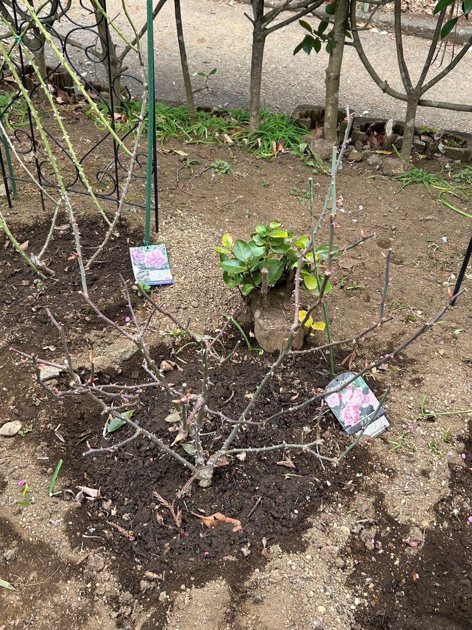 ダフネ大苗の54週後