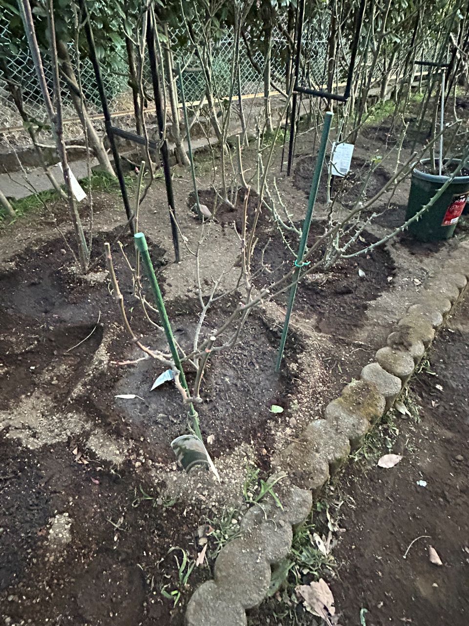 デスデモーナ15L鉢の78週後