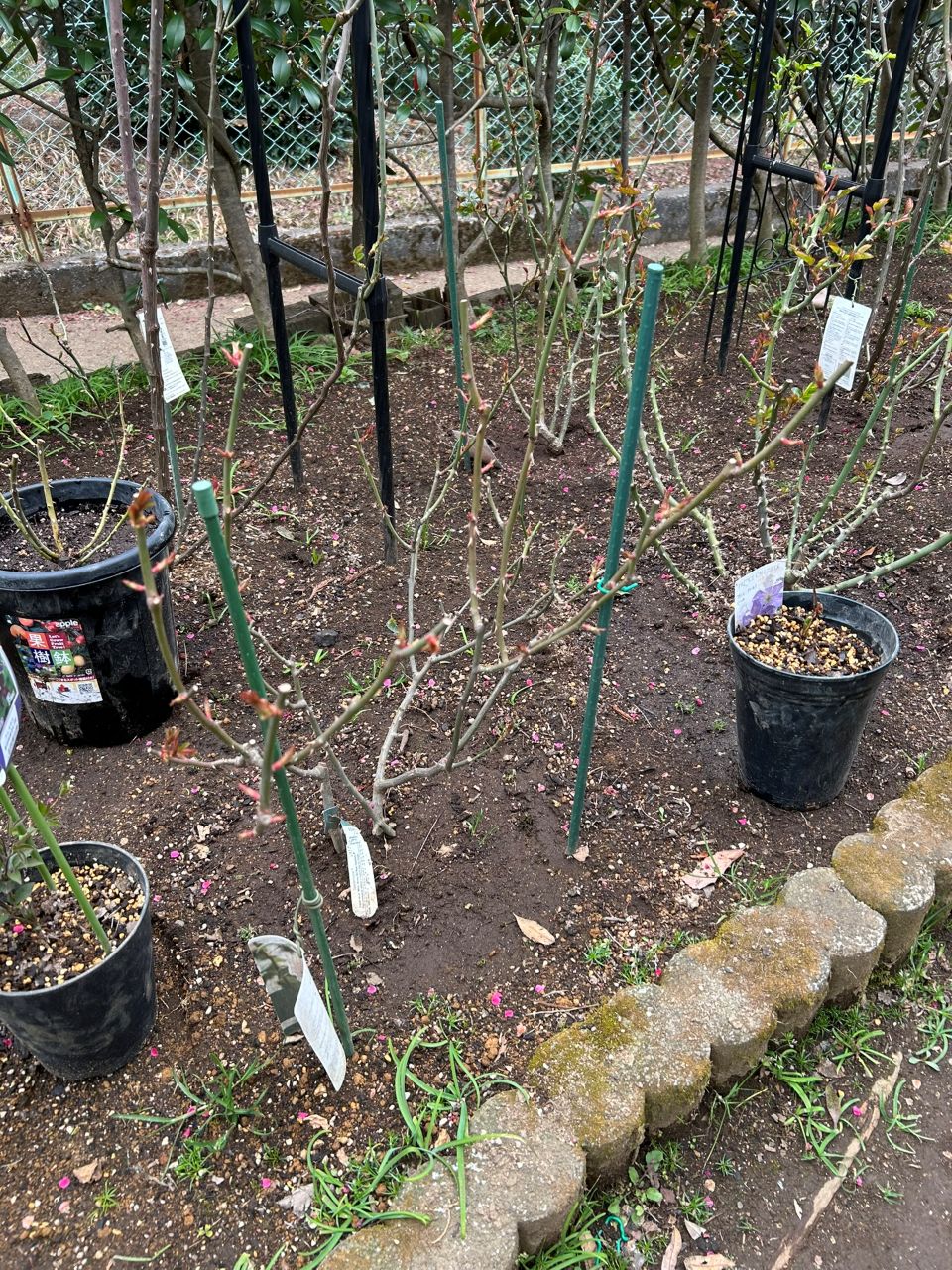 デスデモーナ15L鉢の80週後