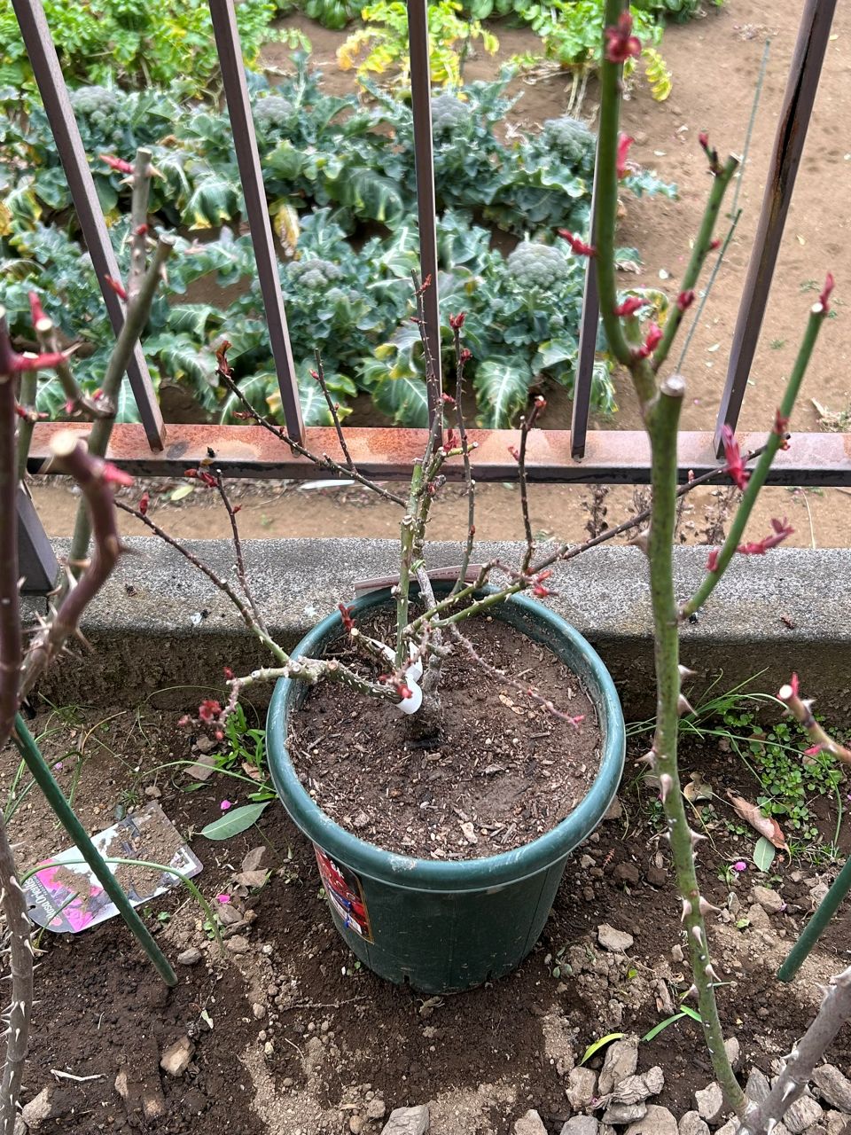 アンファンドゥコライユ開花苗27週後