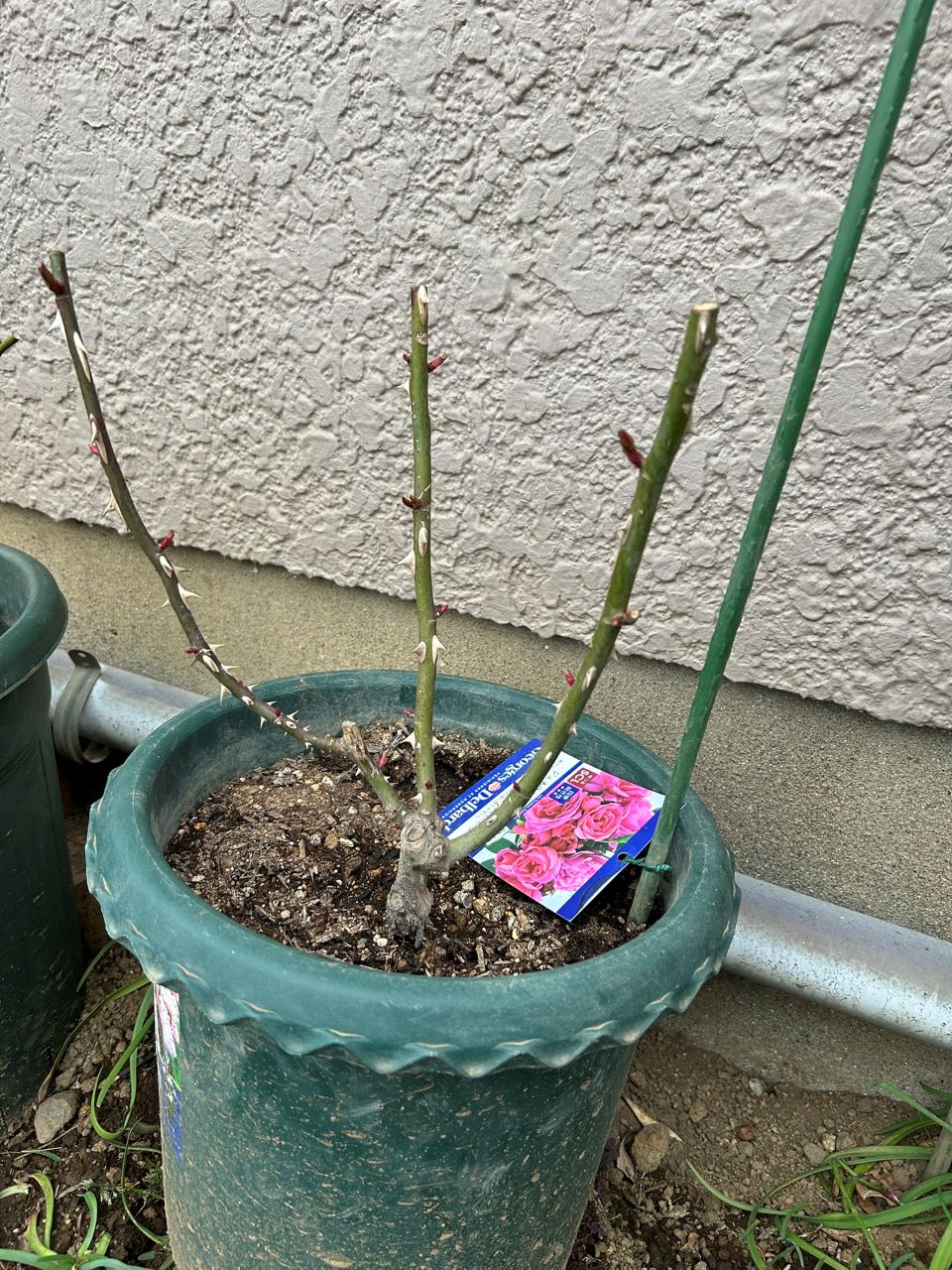 ジェネラシオン・ジャルダン裸苗56週後