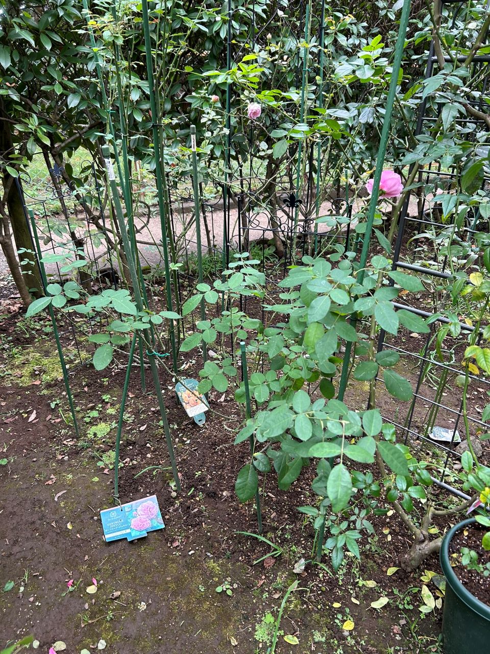 ガートルード・ジェキル代替苗の56週後