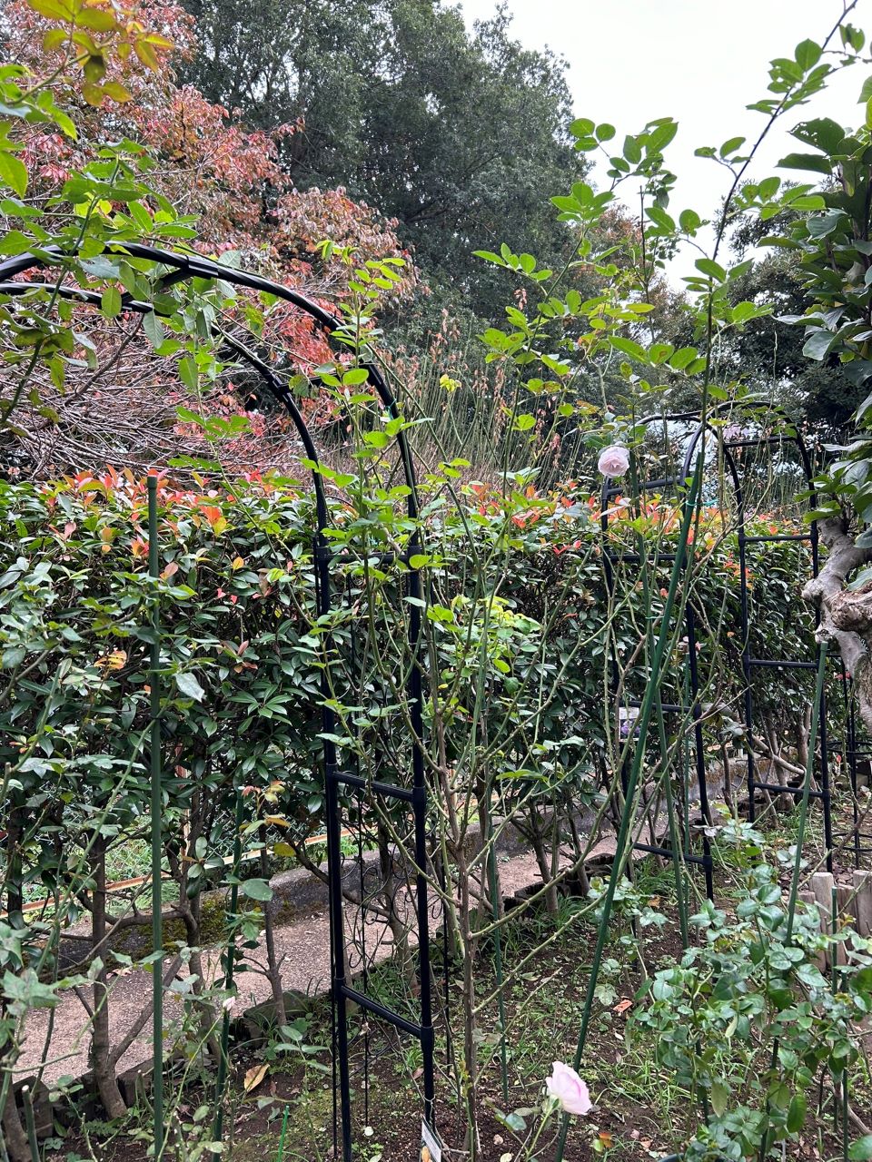 グラハム・トーマス15L鉢の69週後