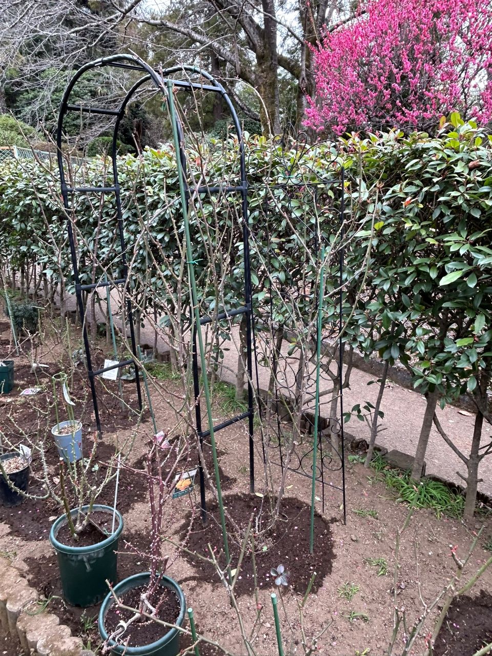 グラハム・トーマス15L鉢の83週後