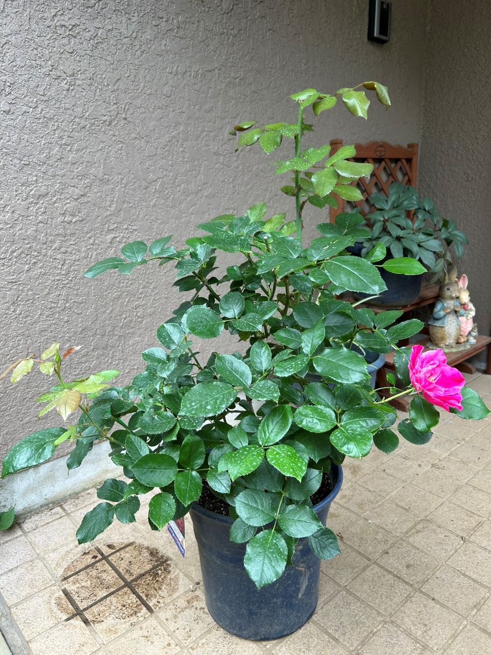 ギー・サヴォア大苗27週後