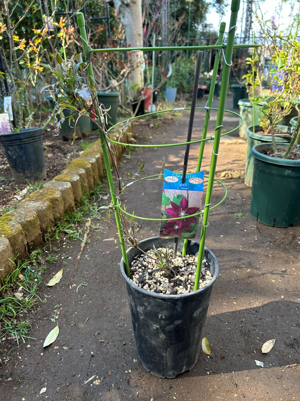 はやて冬苗の3月中旬