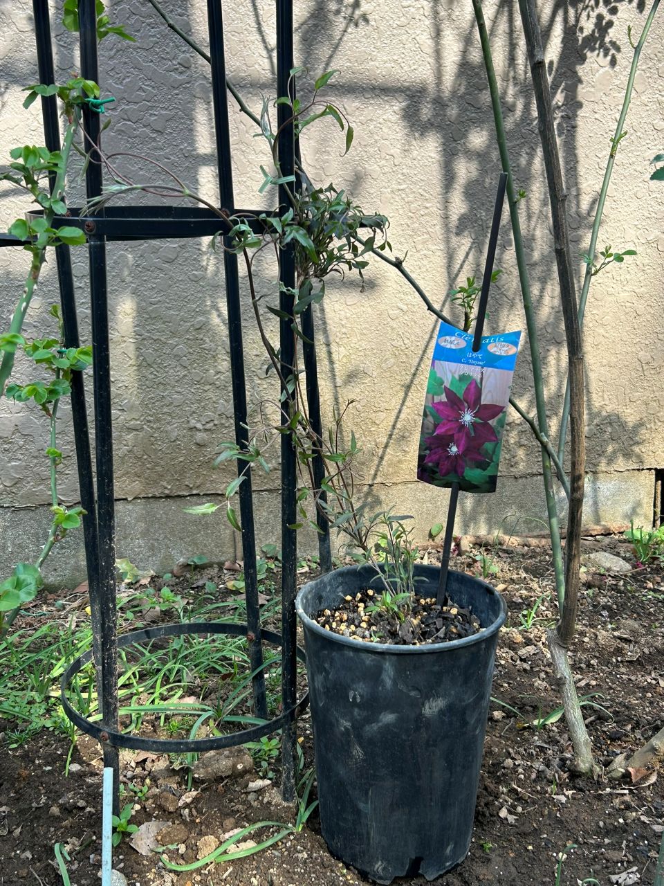 はやて冬苗の3月下旬