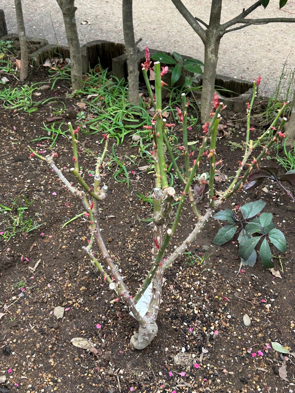 オーナー大苗の14週後