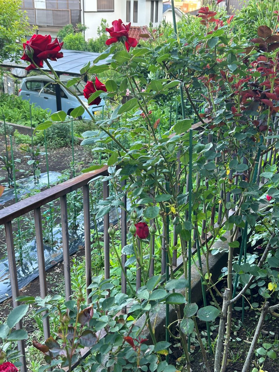 イングリッド・バーグマン春苗の１年後