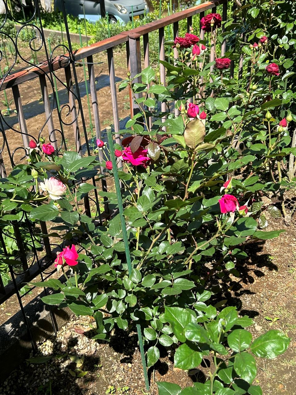 ジョリーメロディ開花苗33週後