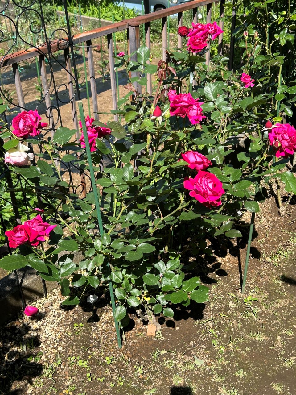 ジョリーメロディ開花苗34週後