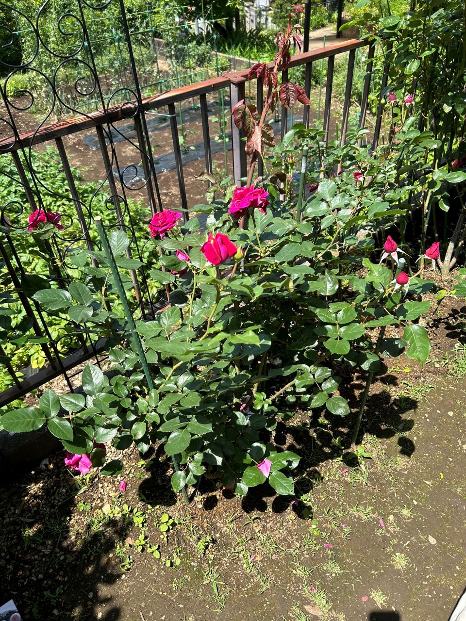 ジョリーメロディ開花苗35週後