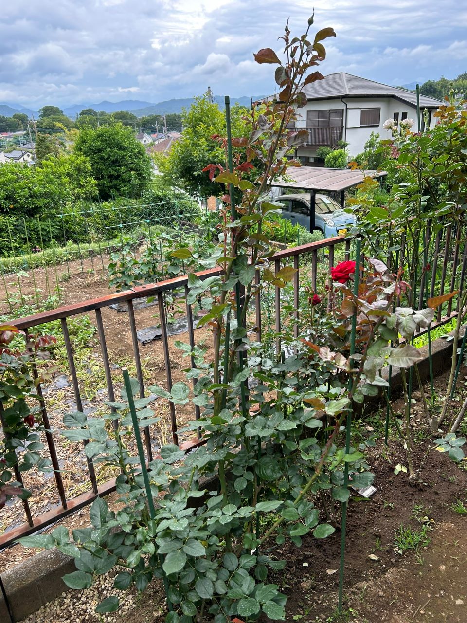 ジョリーメロディ開花苗37週後