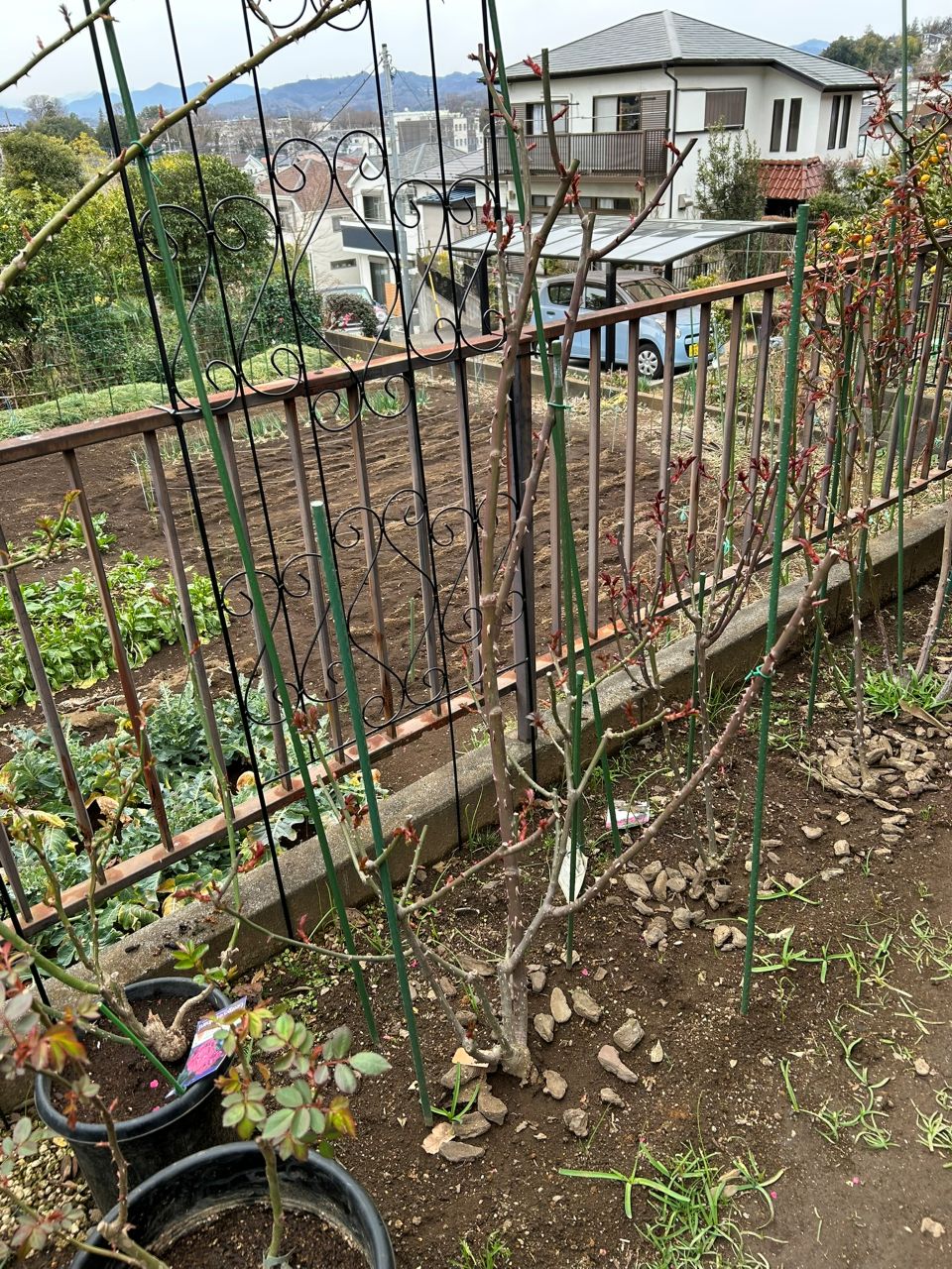 ジョリーメロディ開花苗76週後