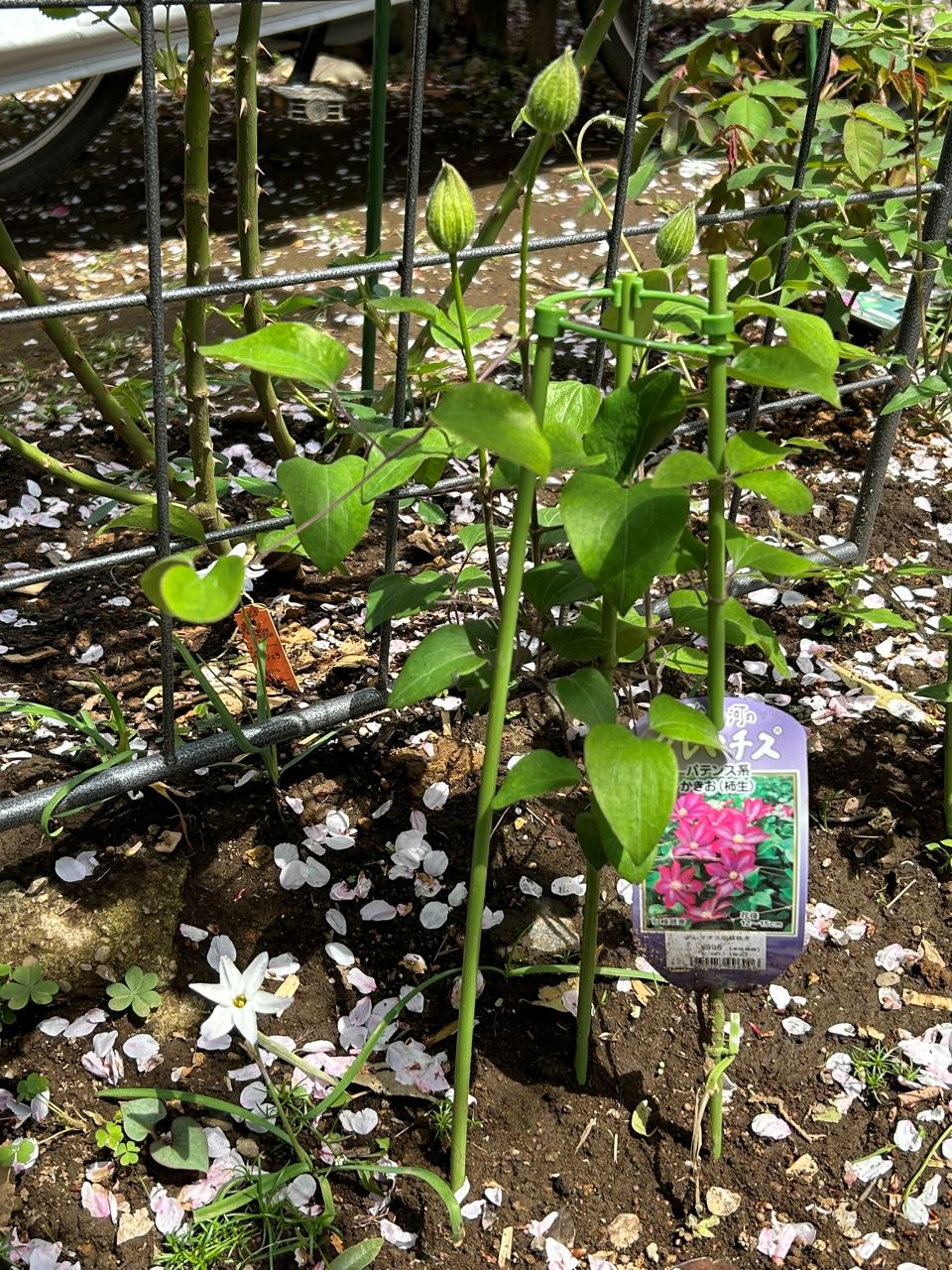 柿生の地植え4月中旬