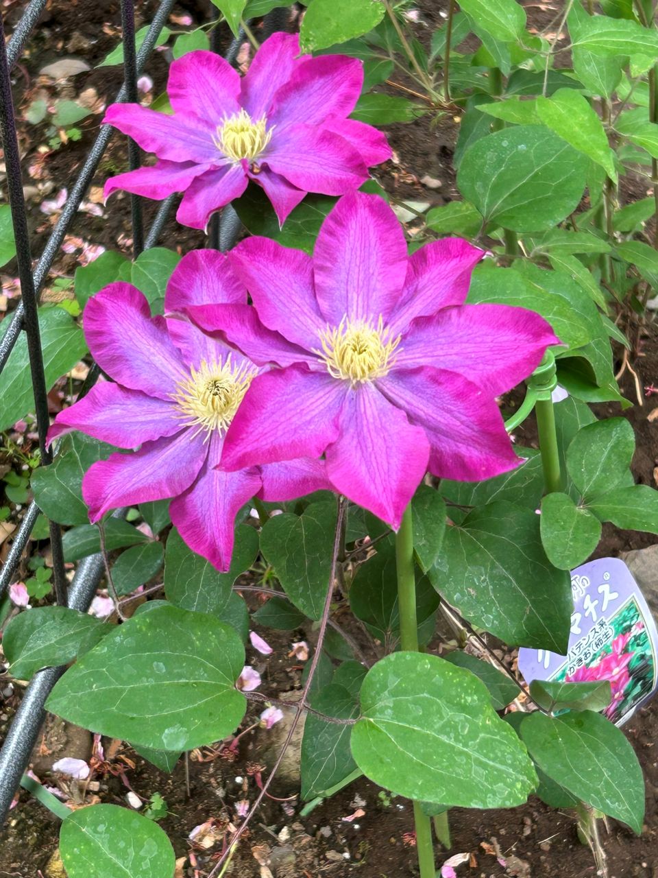 柿生の地植え4月中旬-2