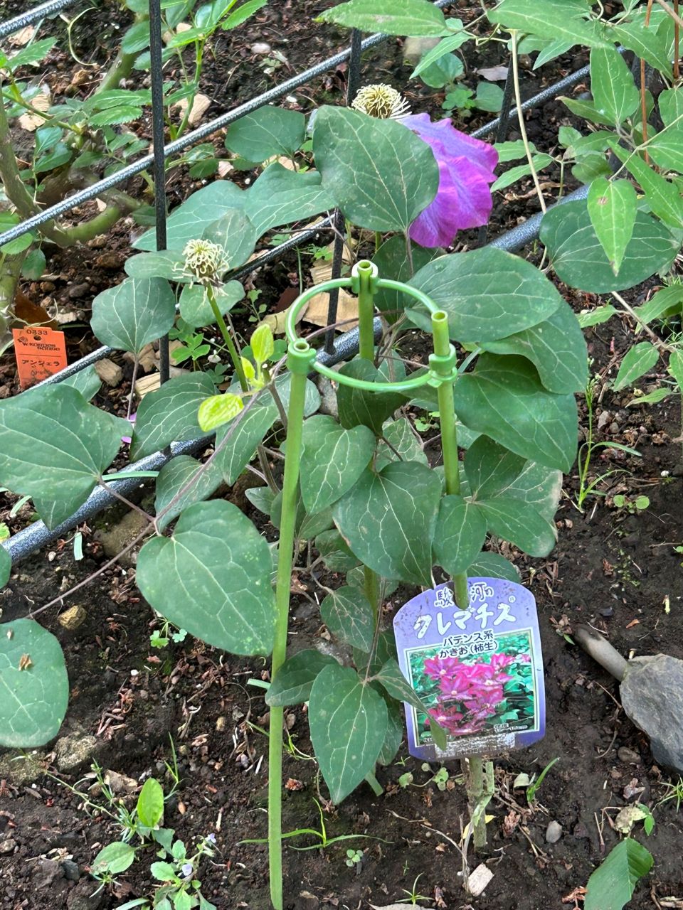 柿生の地植え5月初旬