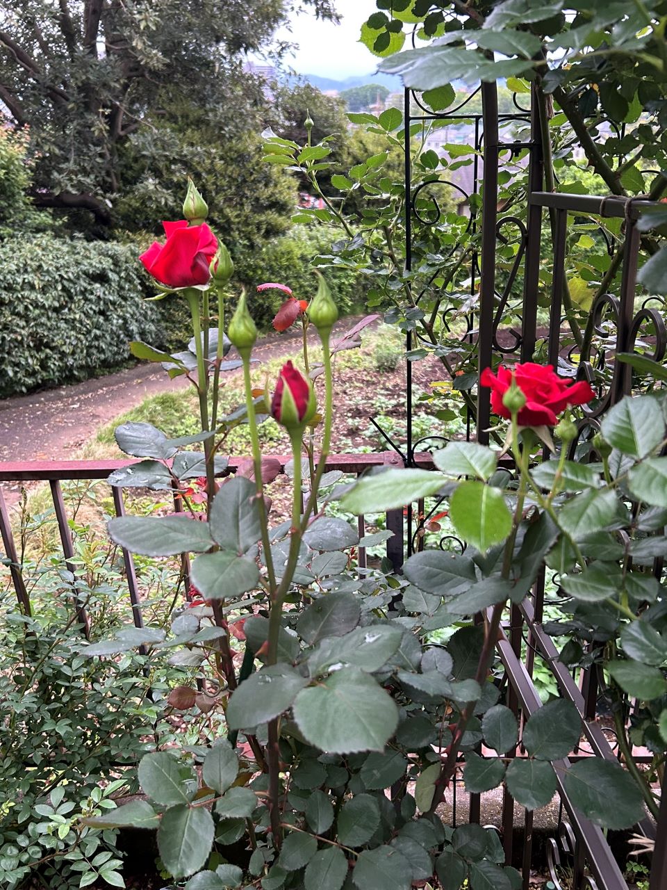 カーディナル地植え18か月後