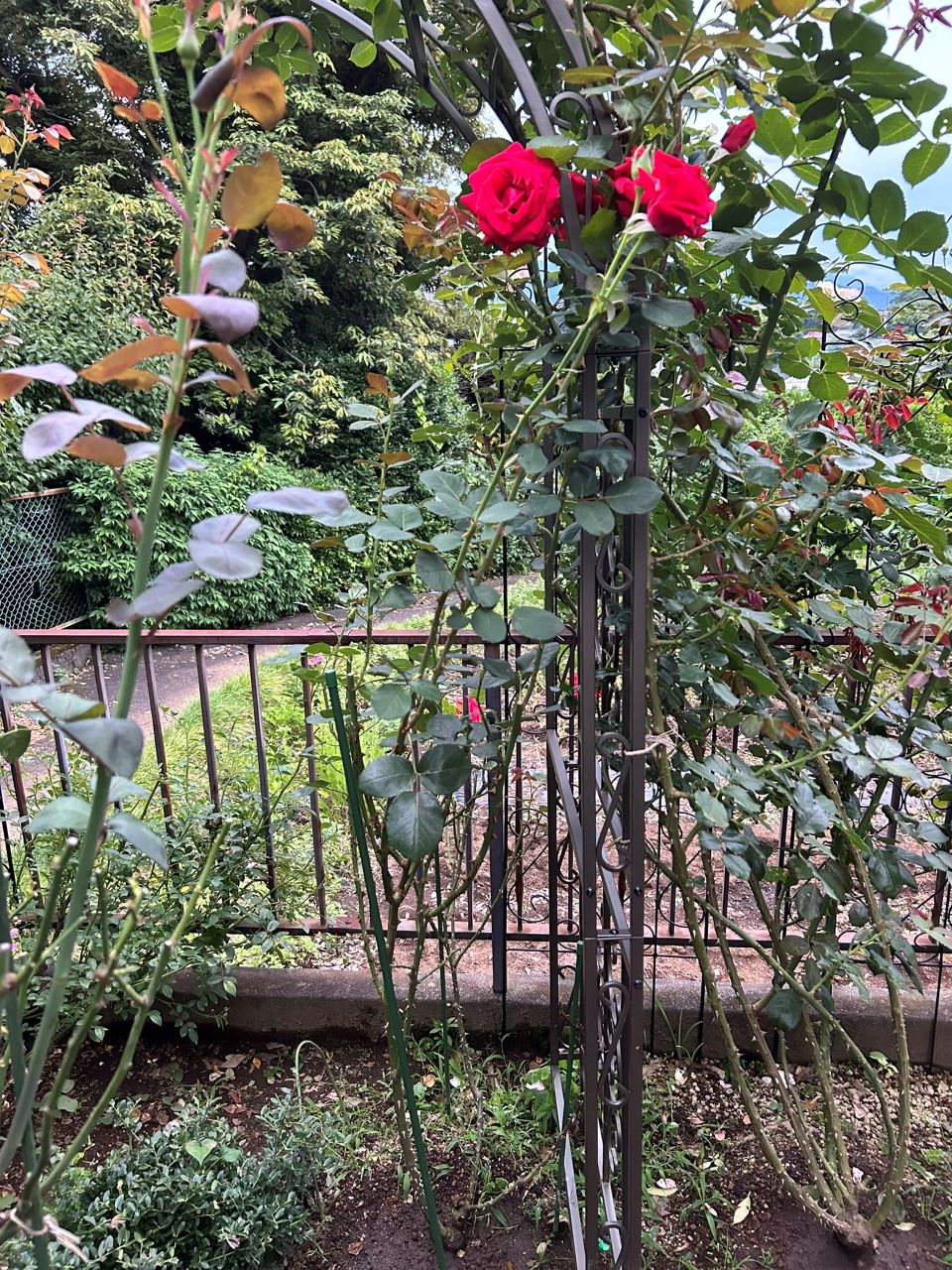 カーディナル地植え19か月後