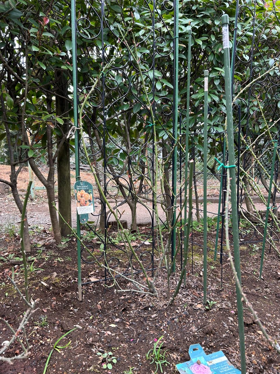 レディ・オブ・シャーロット開花苗66週後