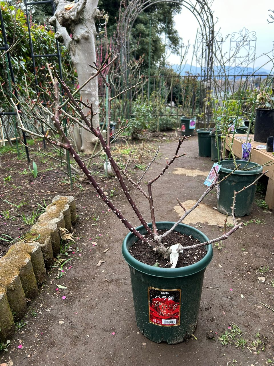 ラグーン大苗の14週後