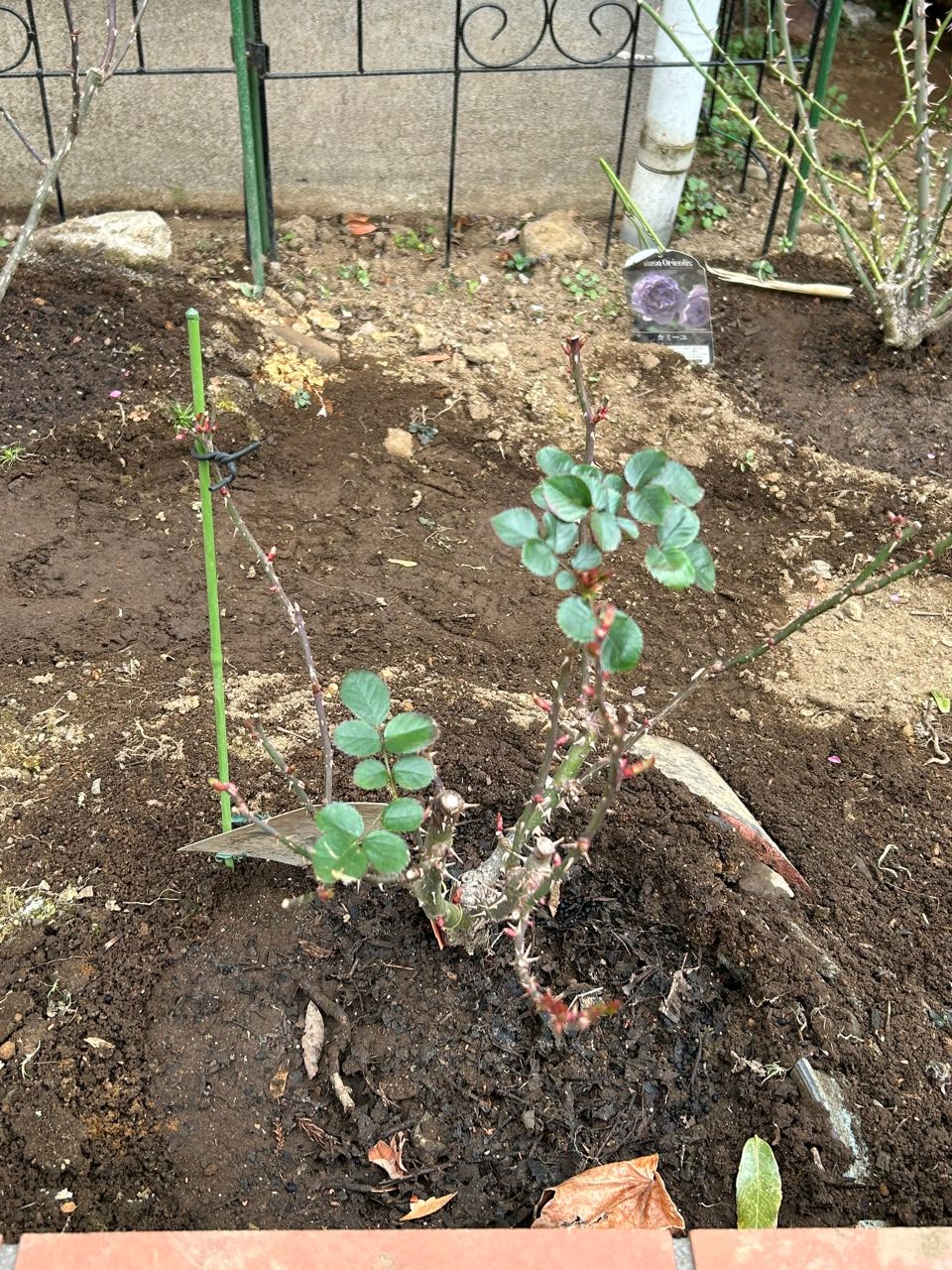 ラリッサバルコニアの大苗33週後