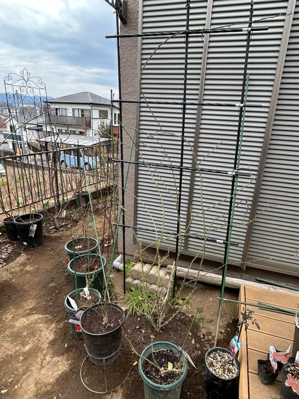 レオナルドダビンチ開花苗71週後