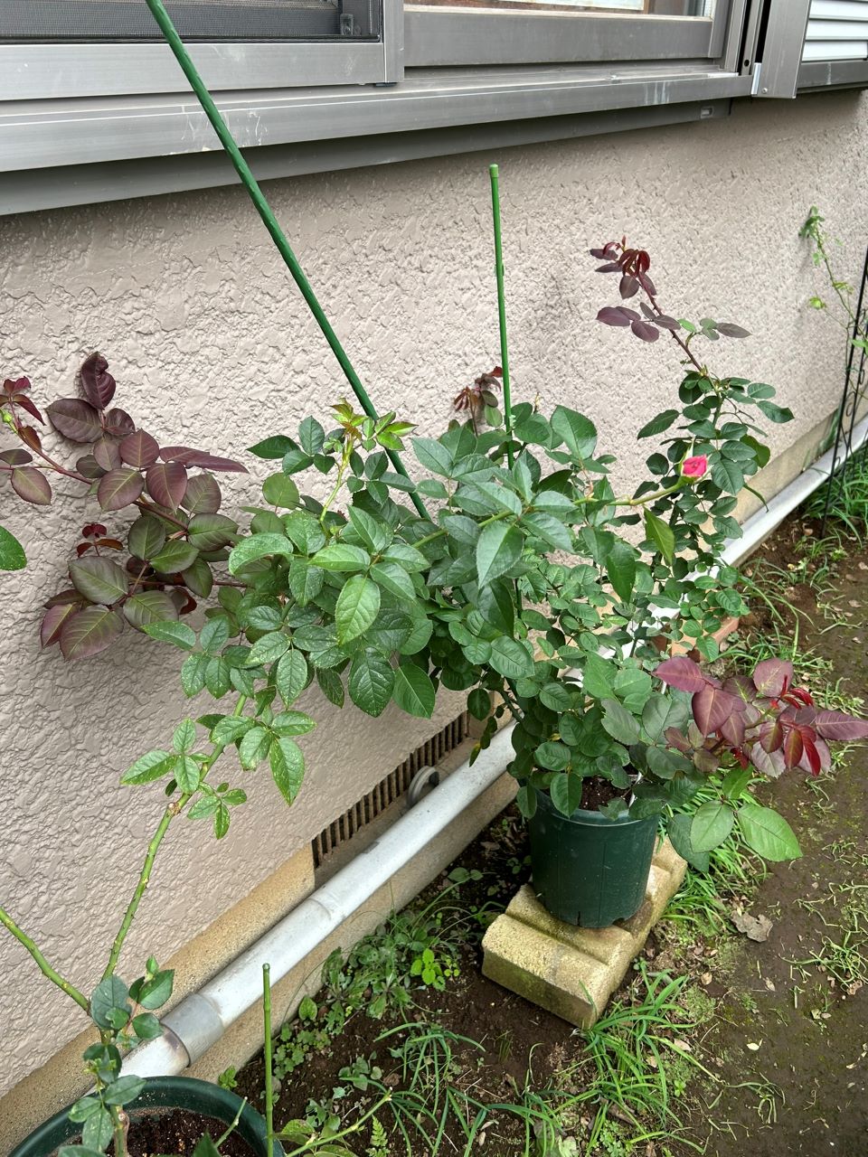 メルヘンツァウバー中苗8週後