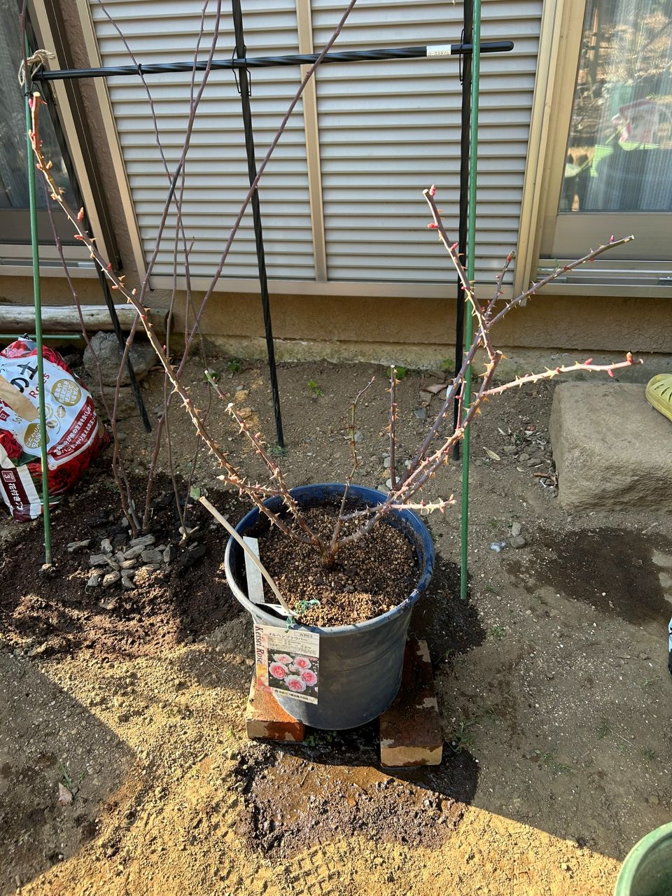 メルヘンツァウバー中苗20週後