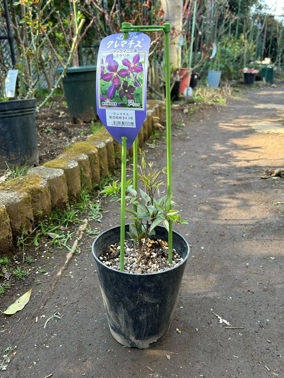 ミケリテ春苗の３月下旬