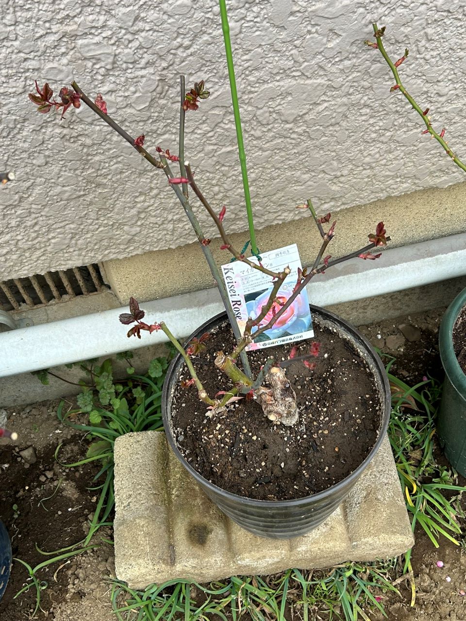 マイガーデン開花苗の24週後